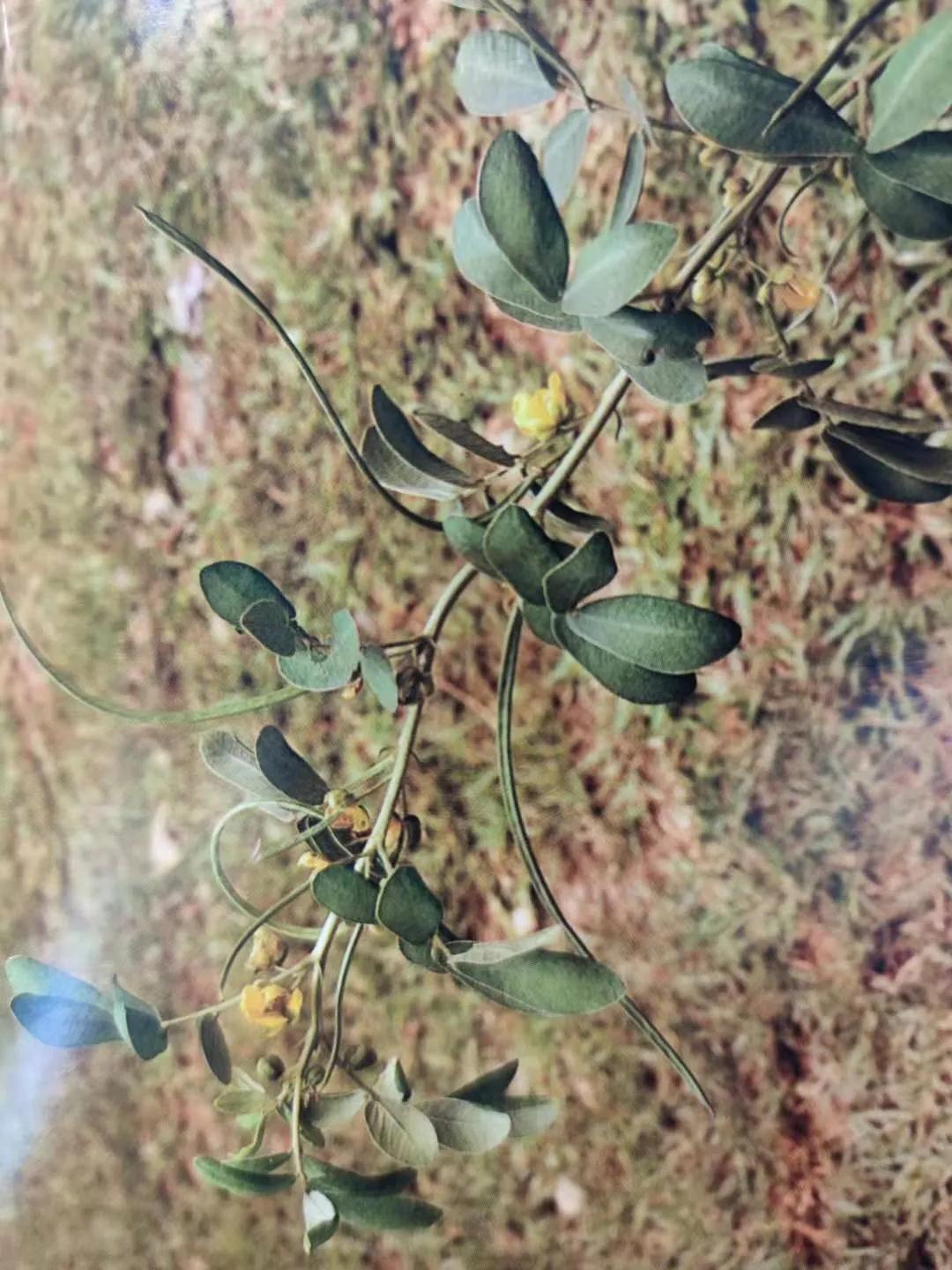 清肝明目、潤腸通便、降壓降膽固醇——決明子